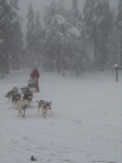 Vakantiehuis HagforsSemester | Hondensledetocht met Mooneye Sleddogs